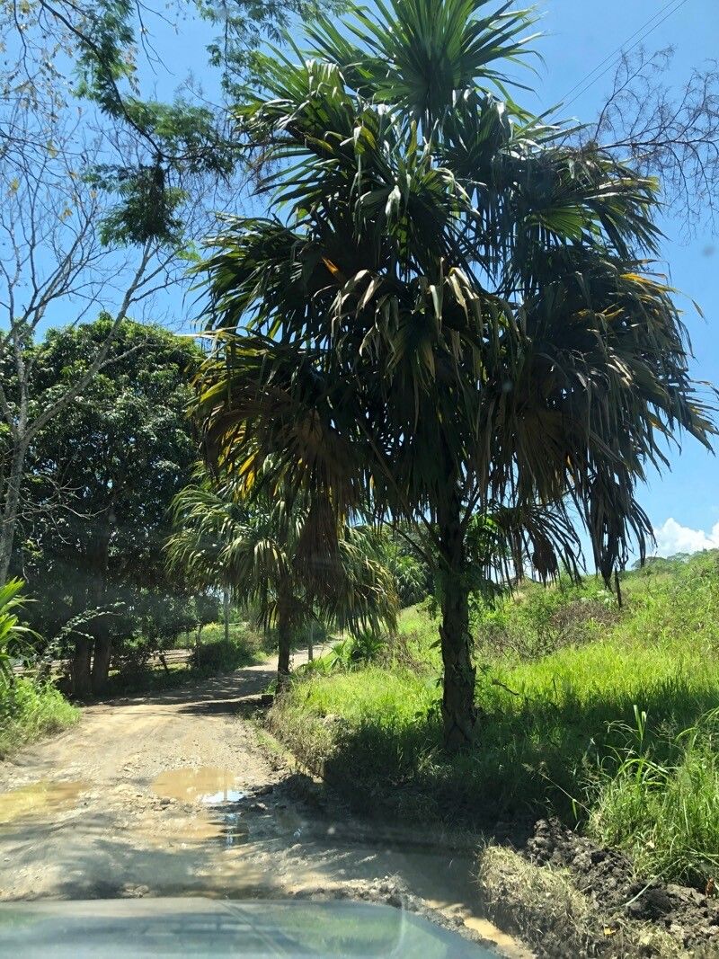 Sabal mauritiiformis habit