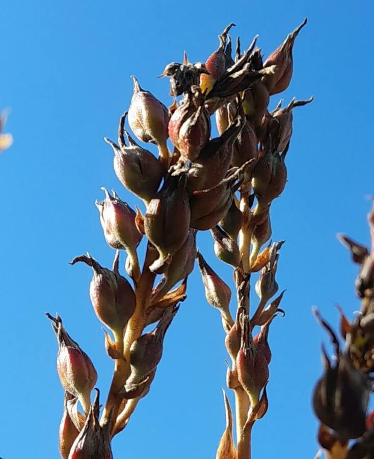 Puya spathacea fruit