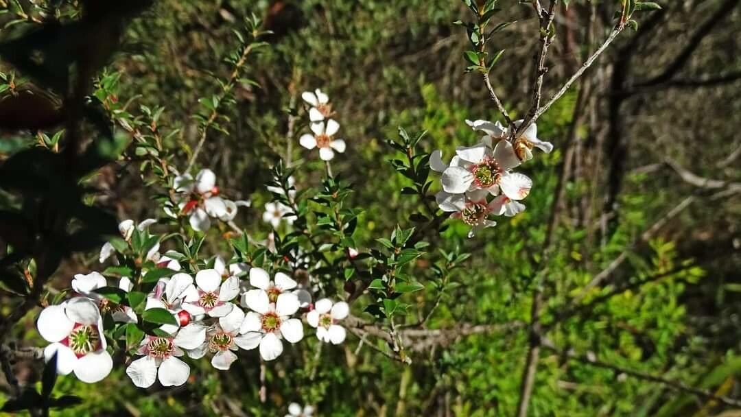 Leptospermum squarrosum flower