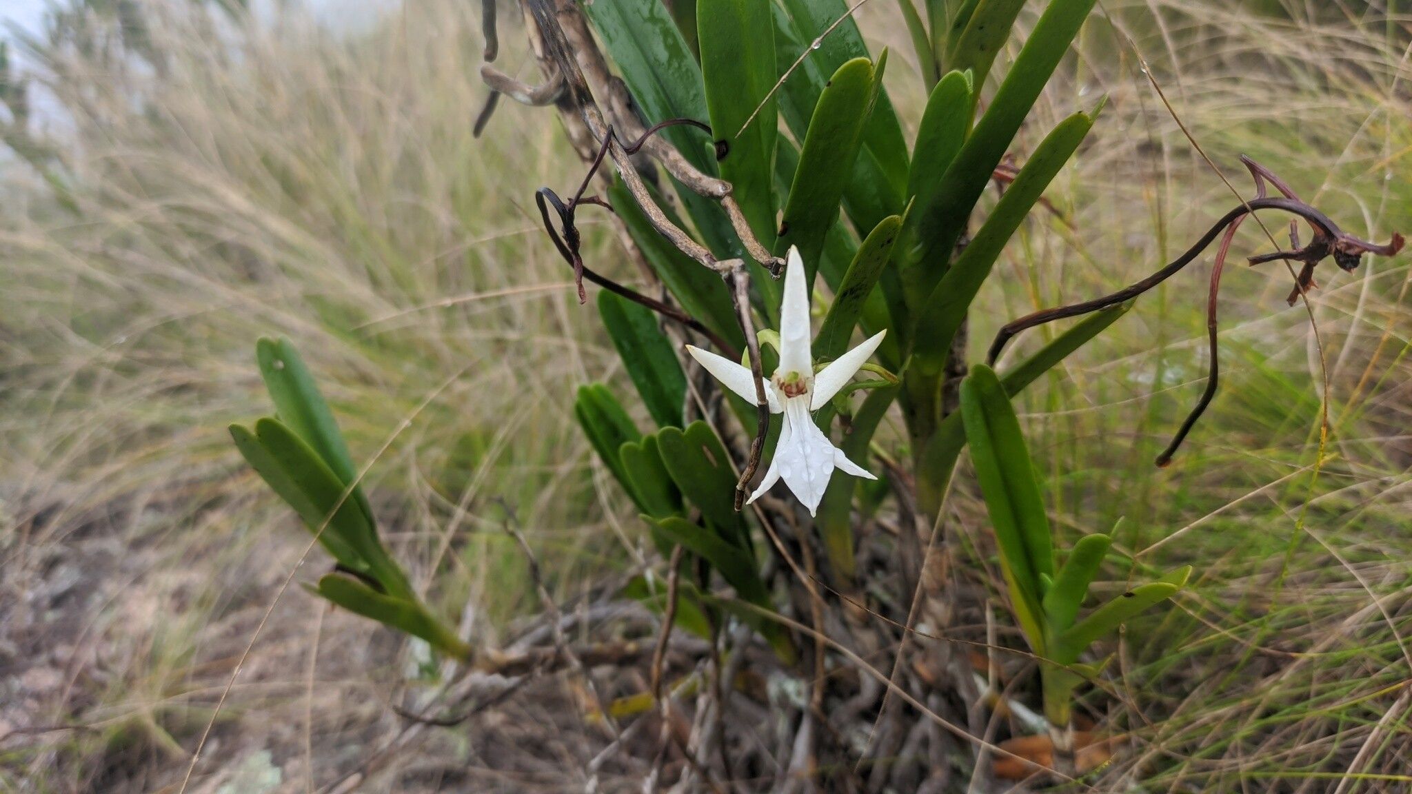 Jumellea rigida — houseplant care guide