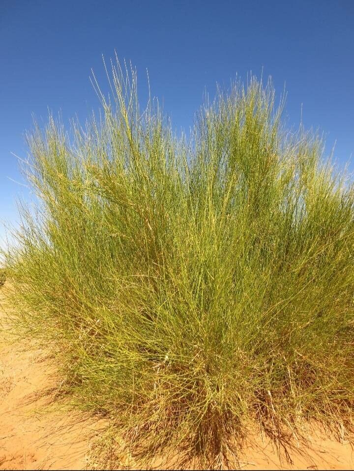 Leptadenia pyrotechnica leaf