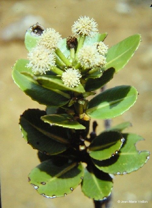 Pancheria robusta habit