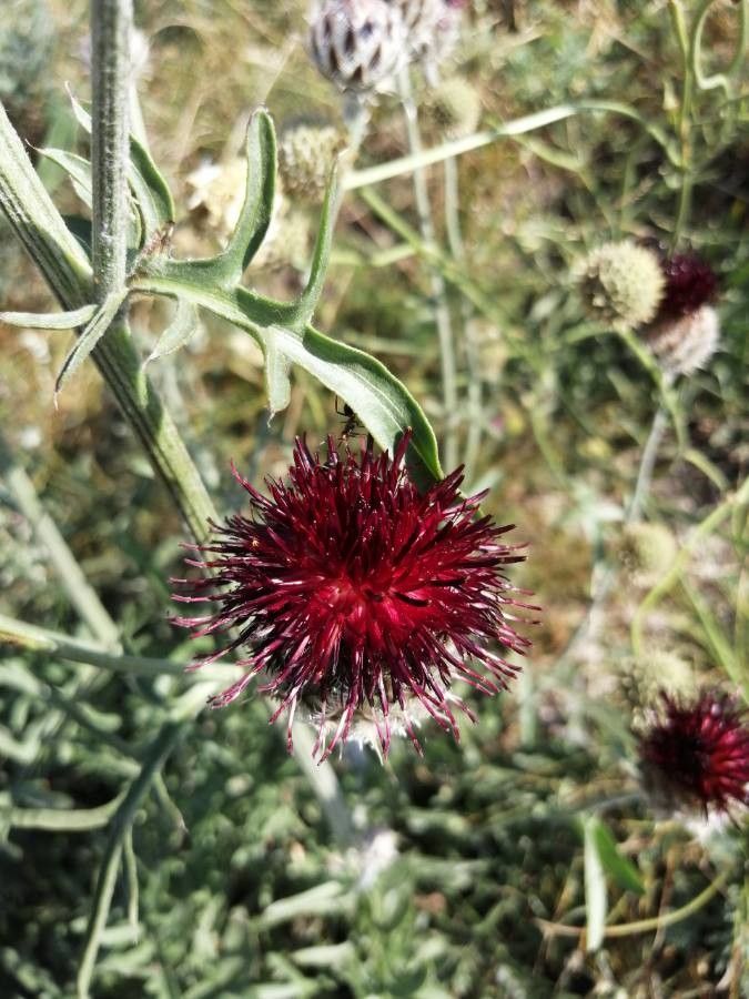 Centaurea atropurpurea fruit