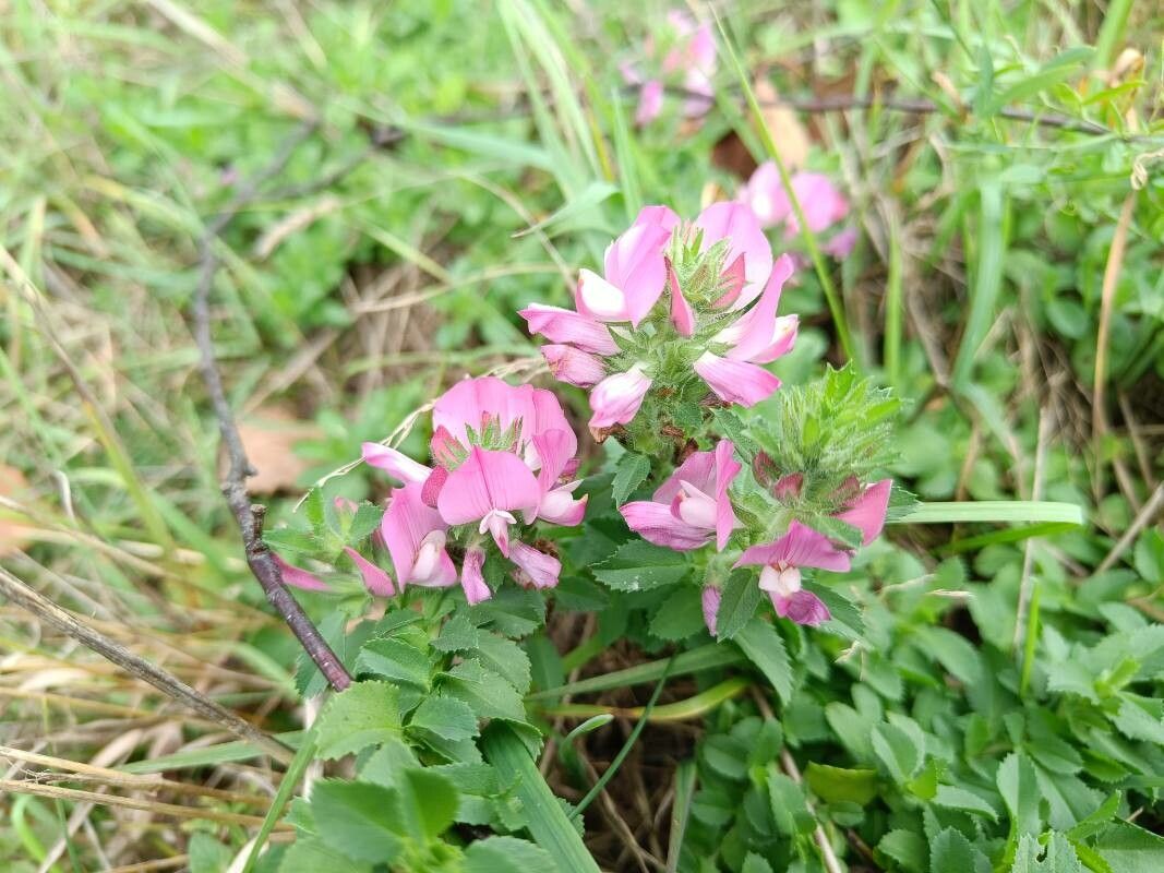 Ononis arvensis flower