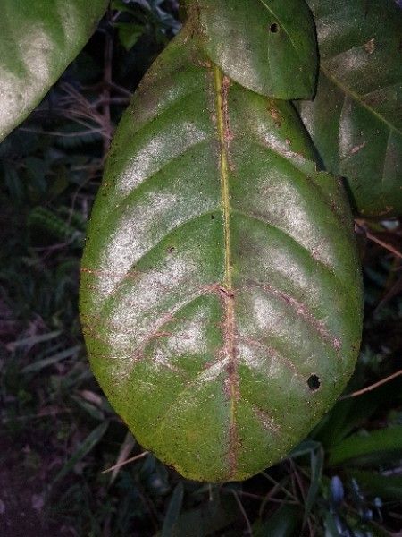 Richeria grandis — search result for 'Phyllanthaceae'