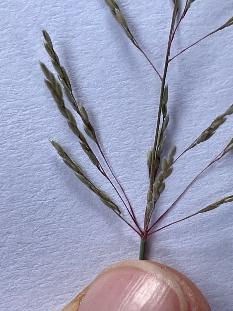 Sporobolus spicatus flower