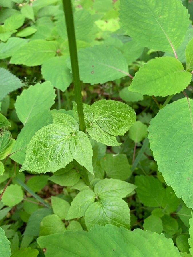 Valeriana pauciflora — sleep aid houseplant