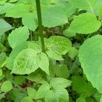 Valeriana pauciflora