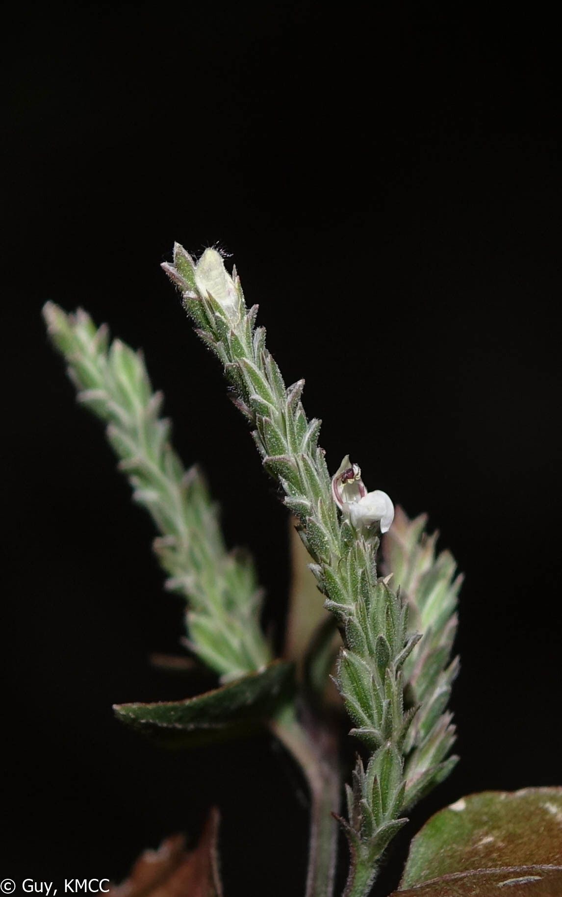 Justicia rigens — houseplant care guide