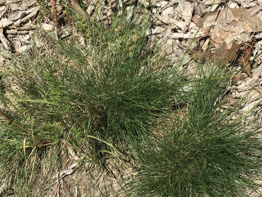 Agrostis rupestris — houseplant care guide