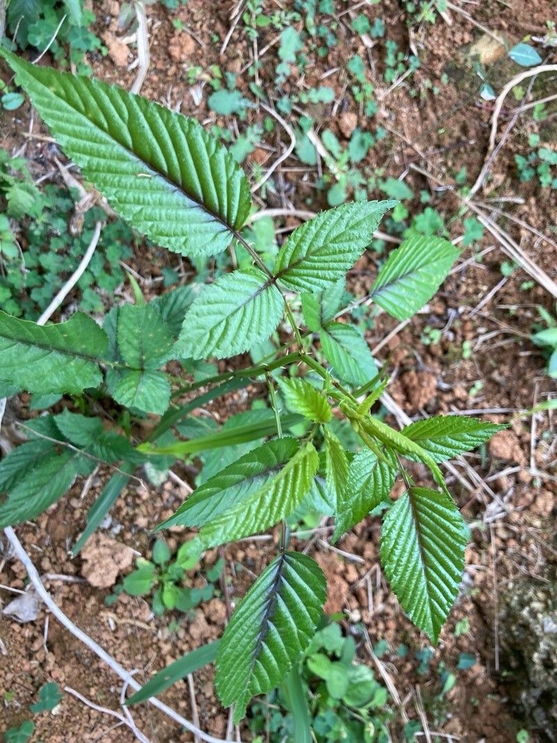 Rubus columellaris — houseplant care guide