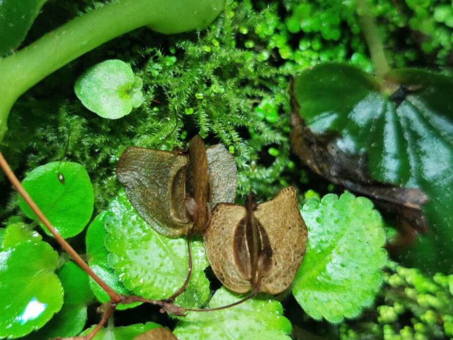 Begonia hirtella fruit
