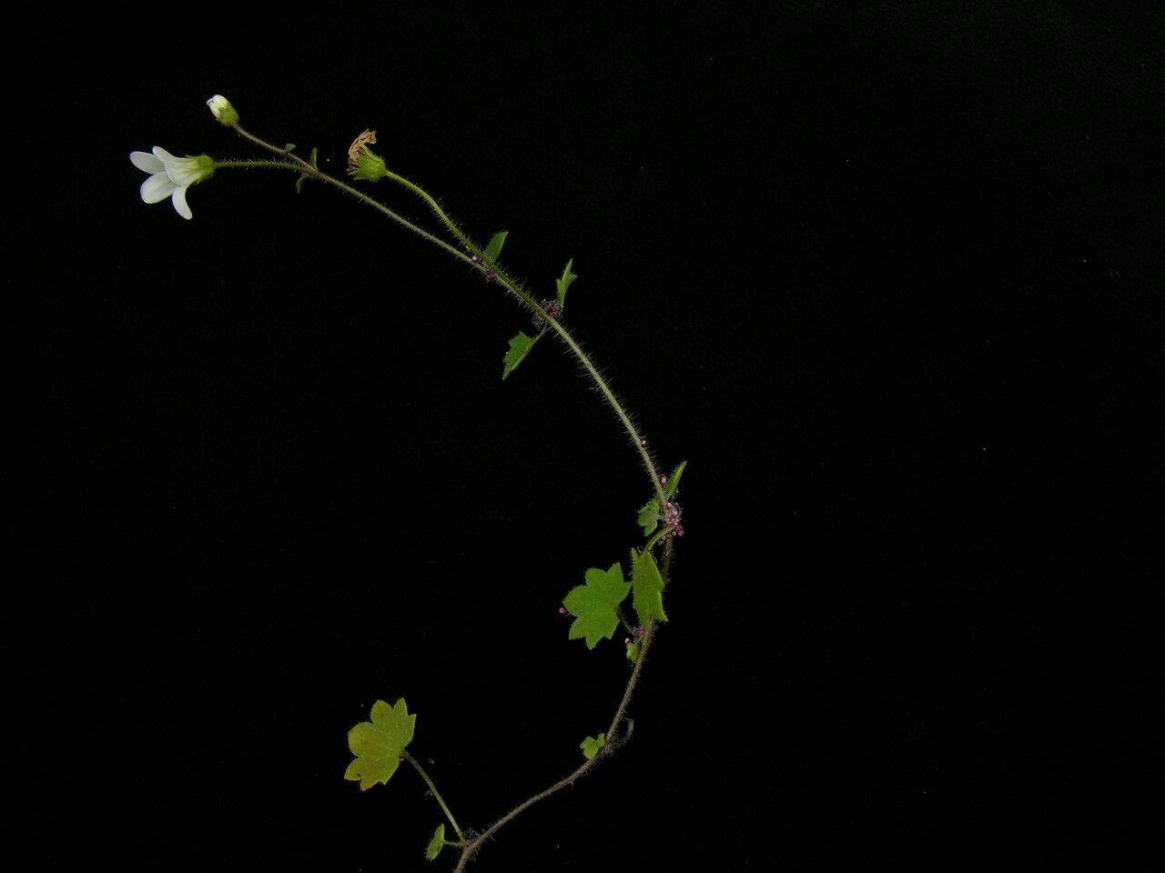 Saxifraga granulifera habit