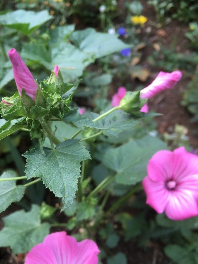 Malva trimestris — maintenance medium houseplant