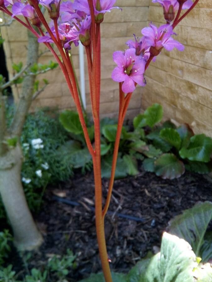 Bergenia cordifolia bark