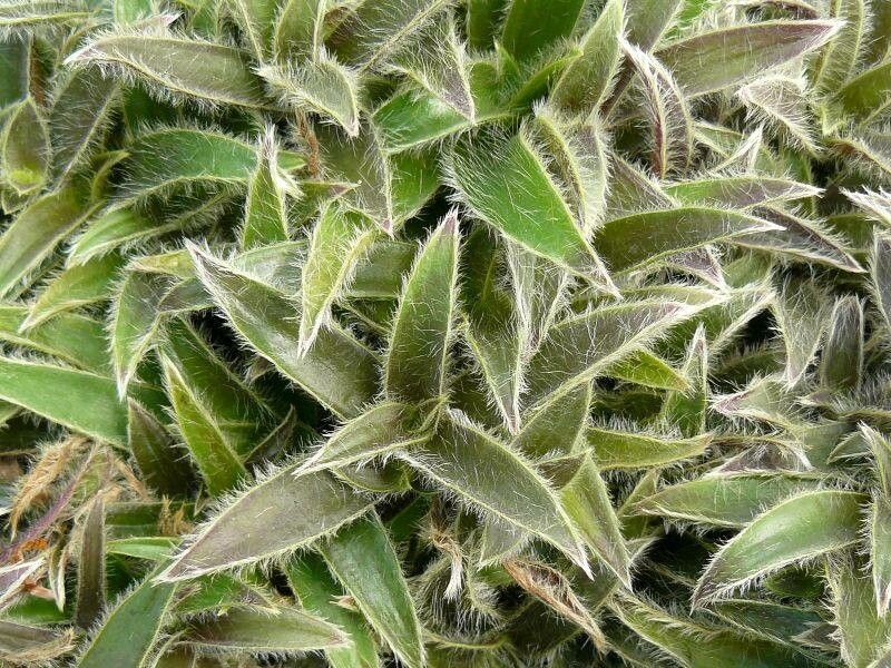 Cyanotis vaga — pet friendly houseplant