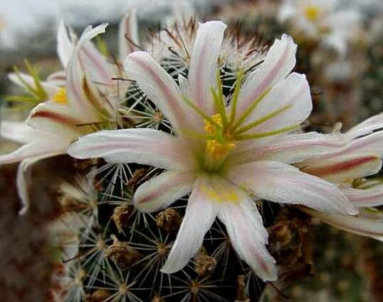 Cochemiea hutchisoniana flower