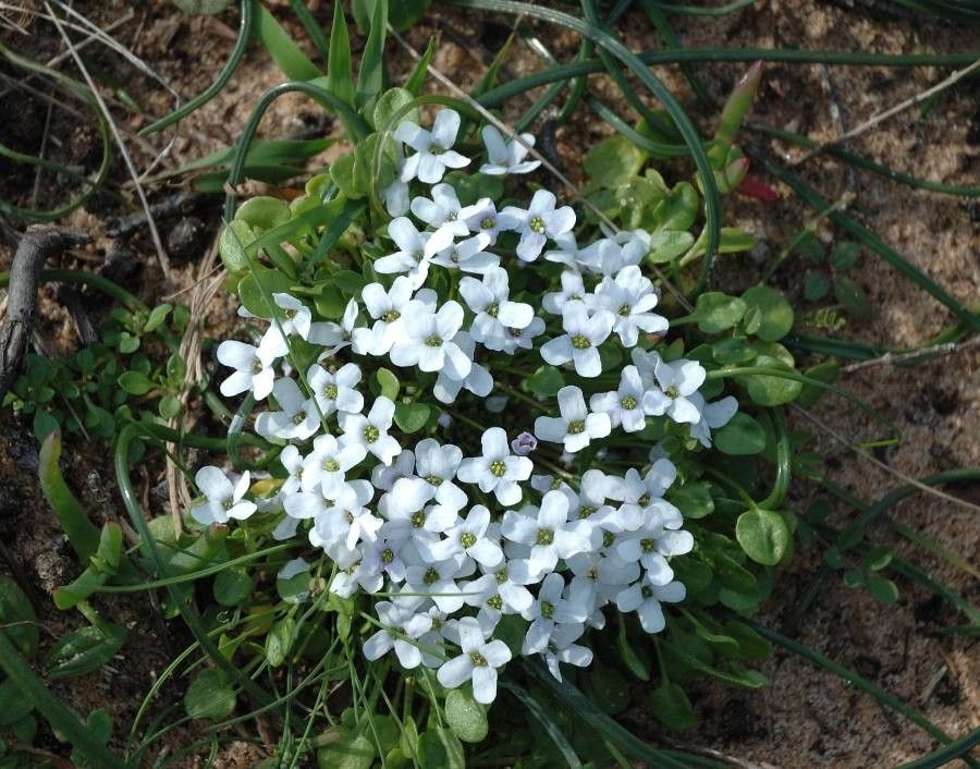 Hornungia alpina flower