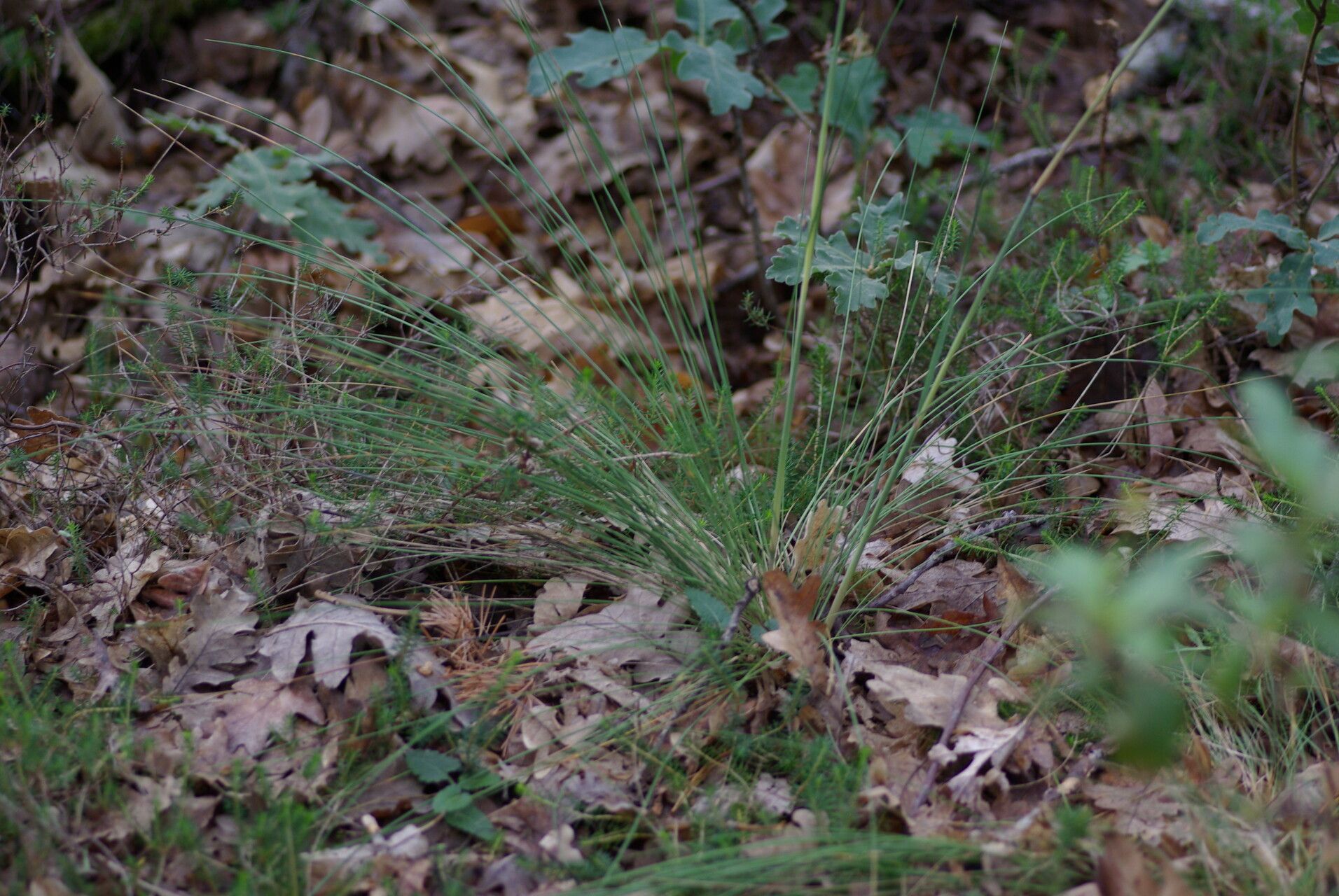 Festuca paniculata — houseplant care guide