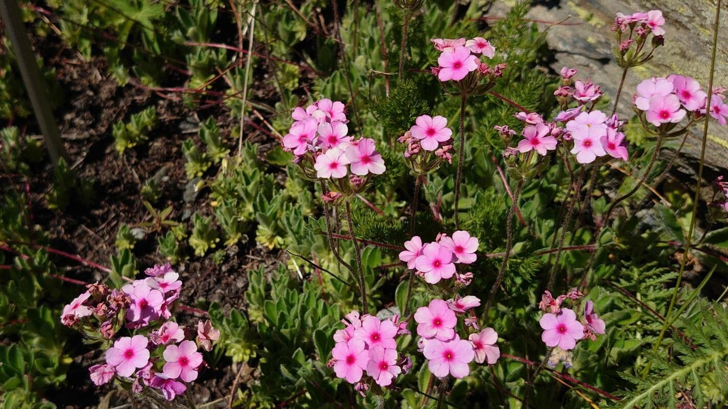 Androsace sarmentosa habit