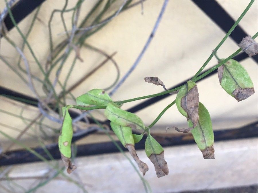 Jasminum beesianum leaf
