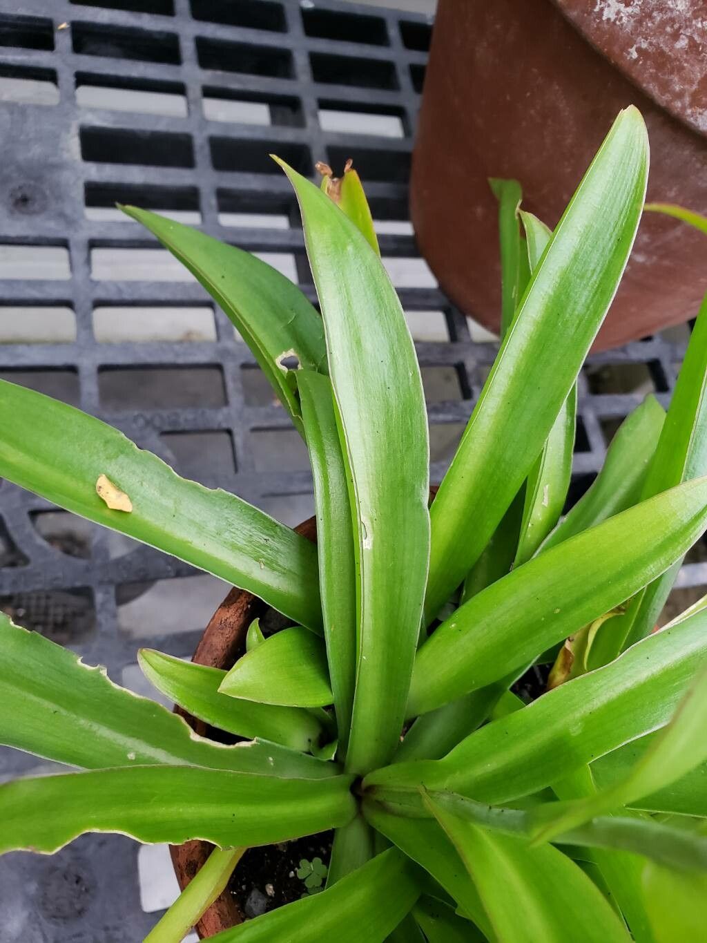 Agave howardii — houseplant care guide