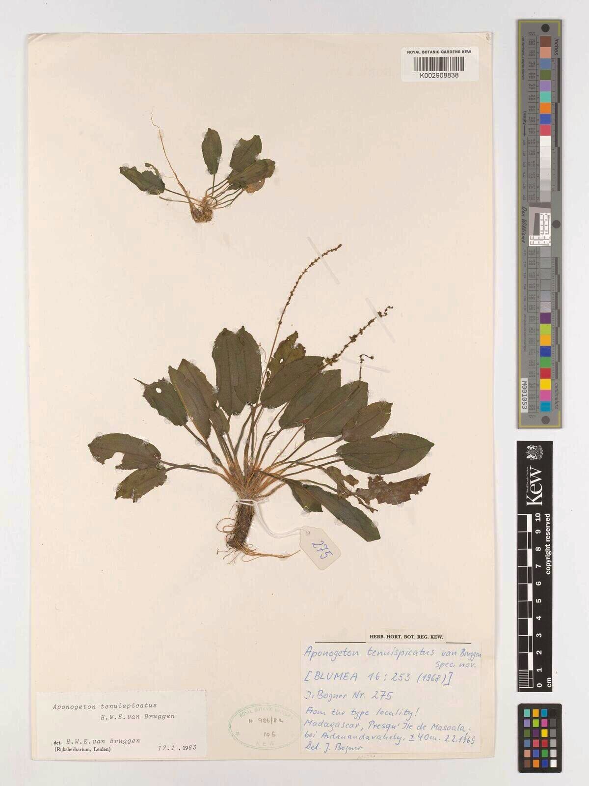 Aponogeton tenuispicatus — houseplant care guide