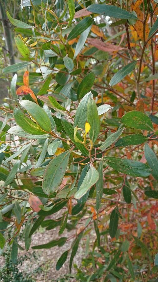 Eucalyptus lehmannii leaf