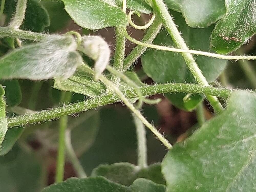 Xerosicyos pubescens bark