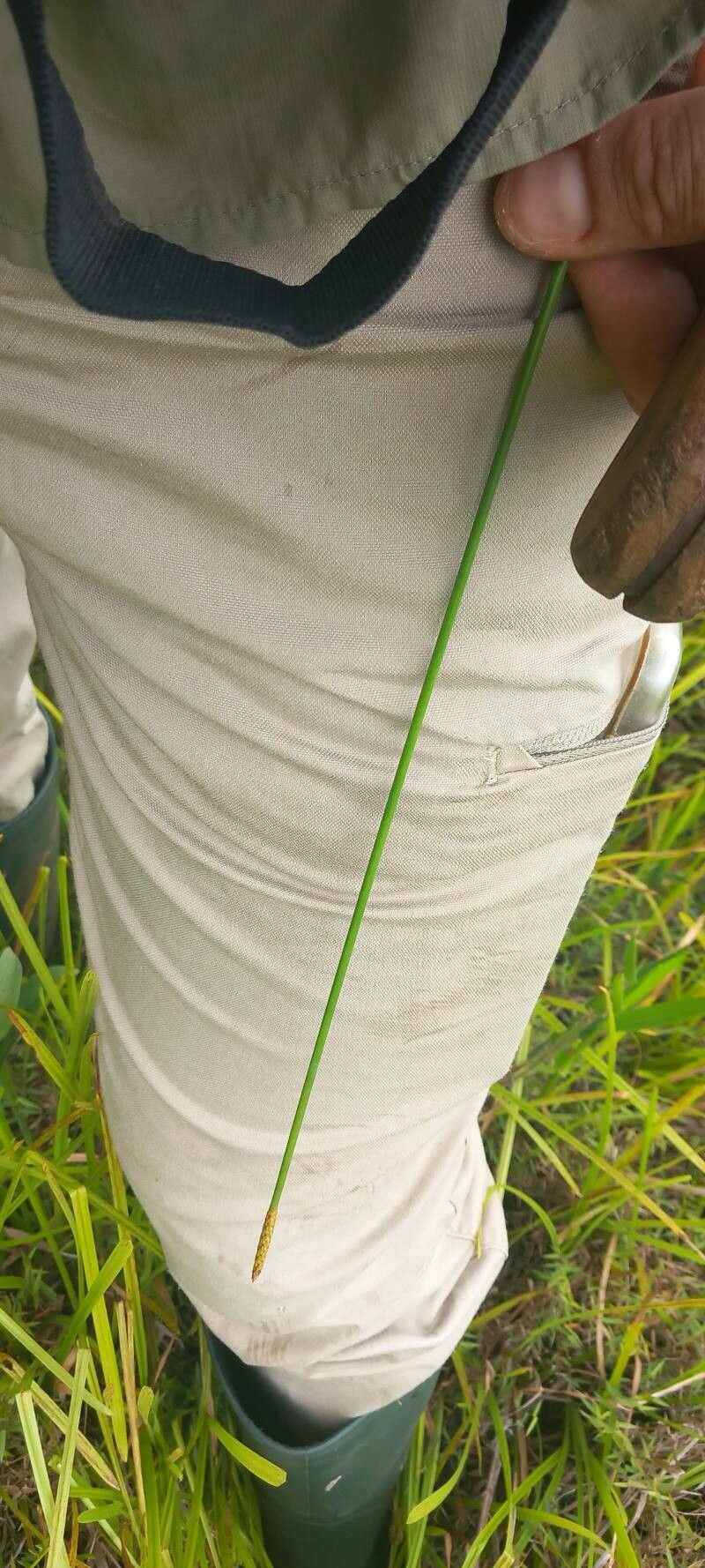 Eleocharis tiarata flower