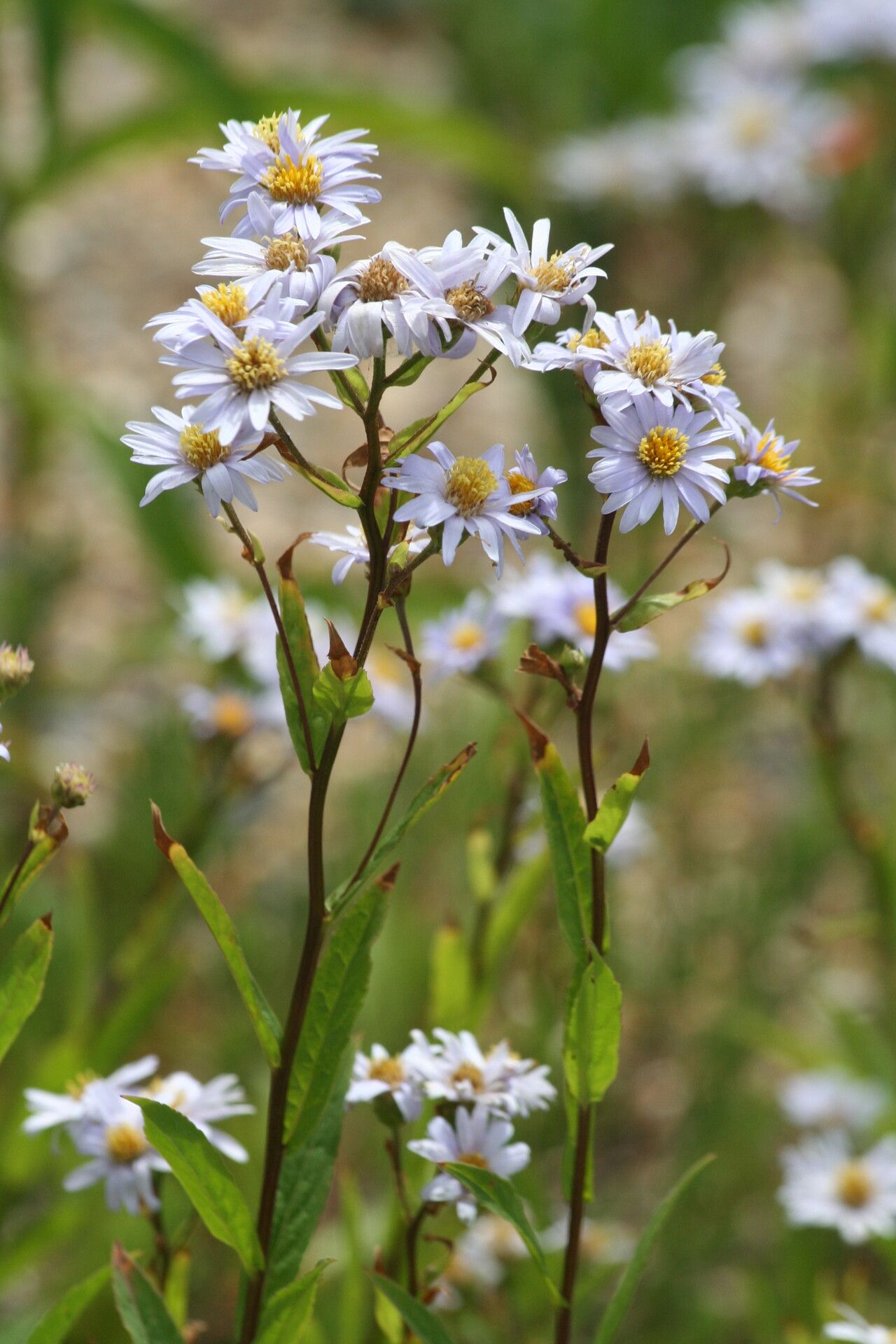 Eurybia radula — search result for 'Labrador'