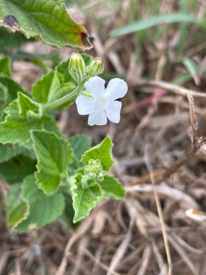 Priva curtisiae flower