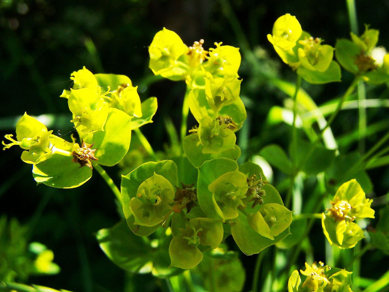 Euphorbia esula flower