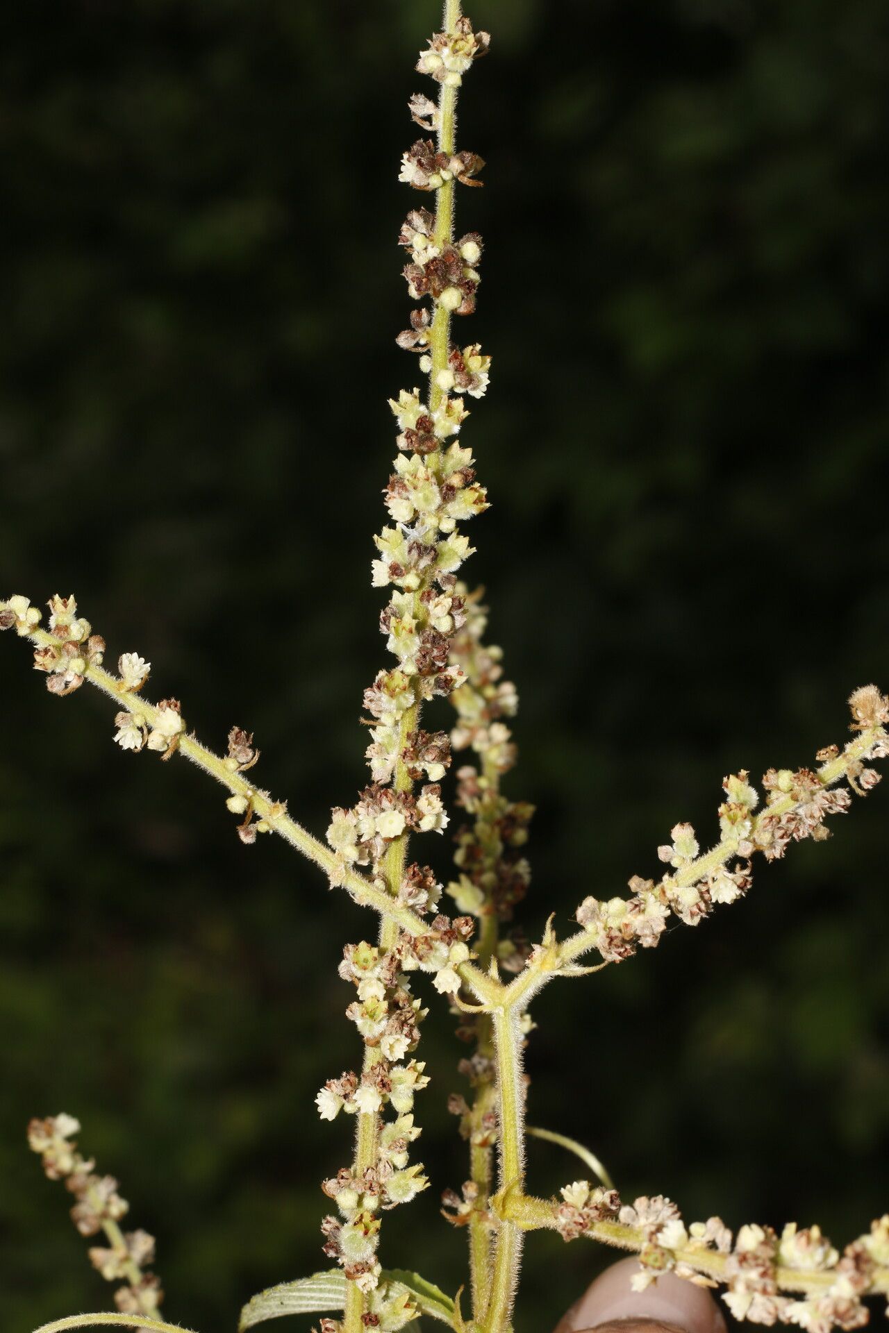 Gouania velutina flower
