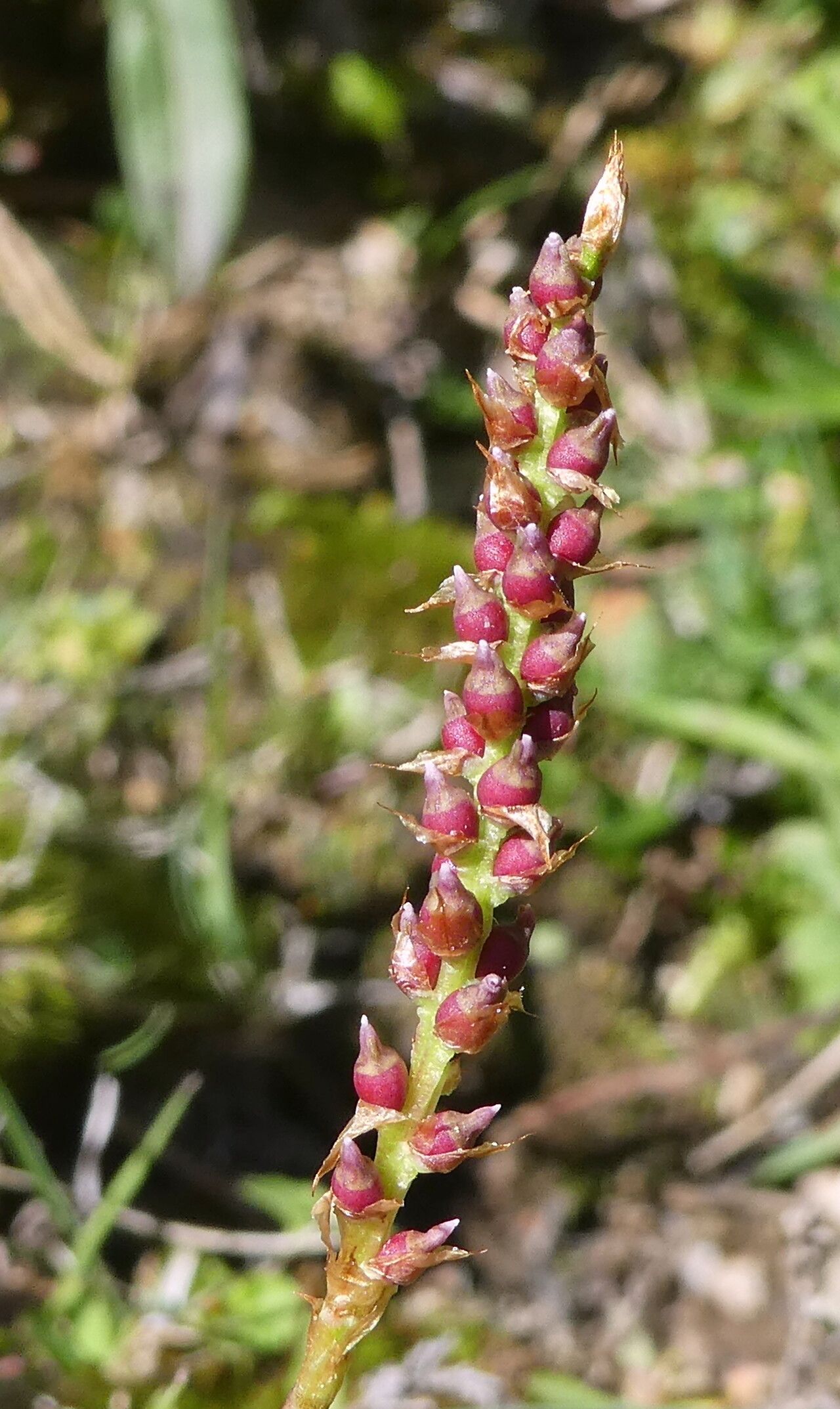 Bistorta vivipara fruit