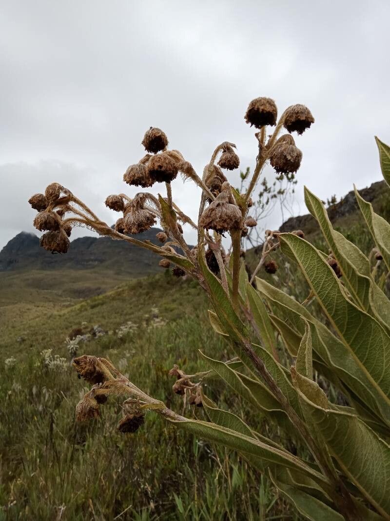 Espeletia murilloi flower