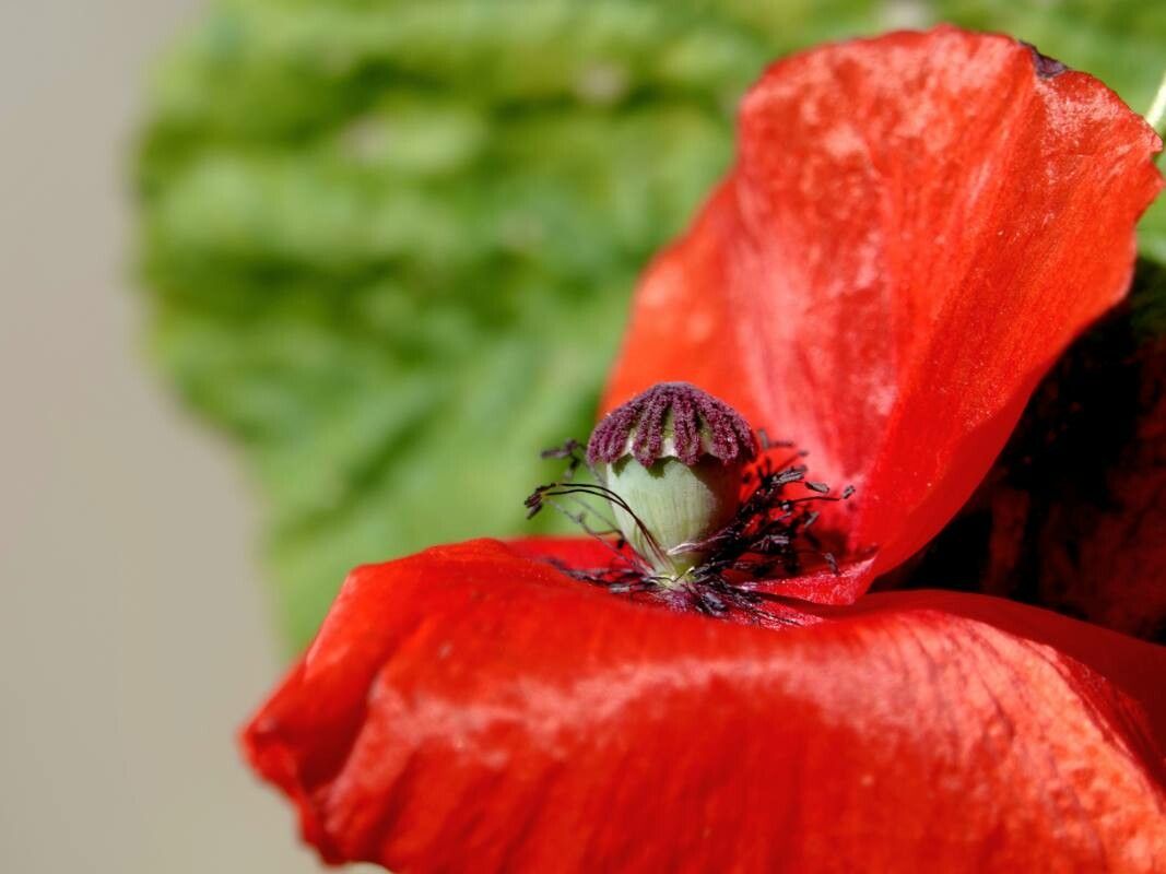 Roemeria argemone flower