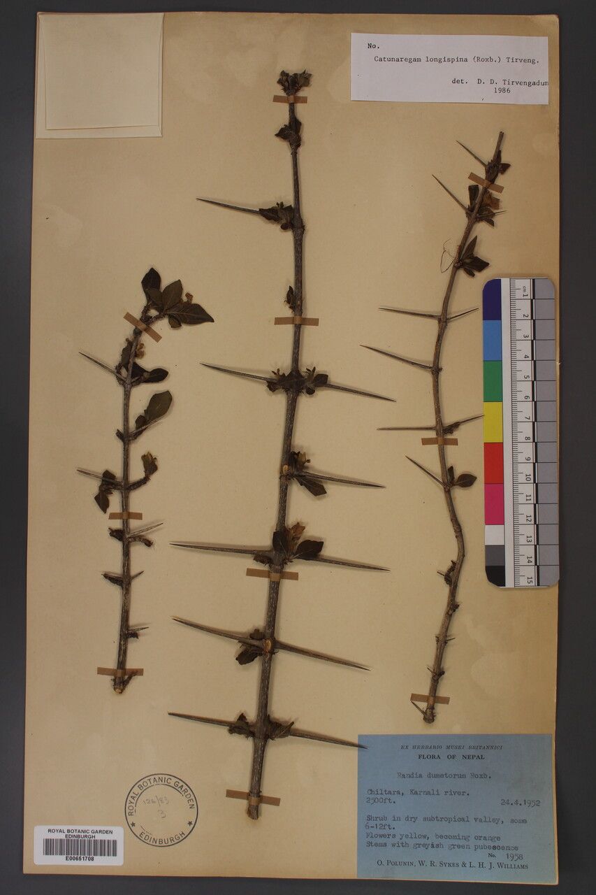 Catunaregam longispina — related species from the same genus