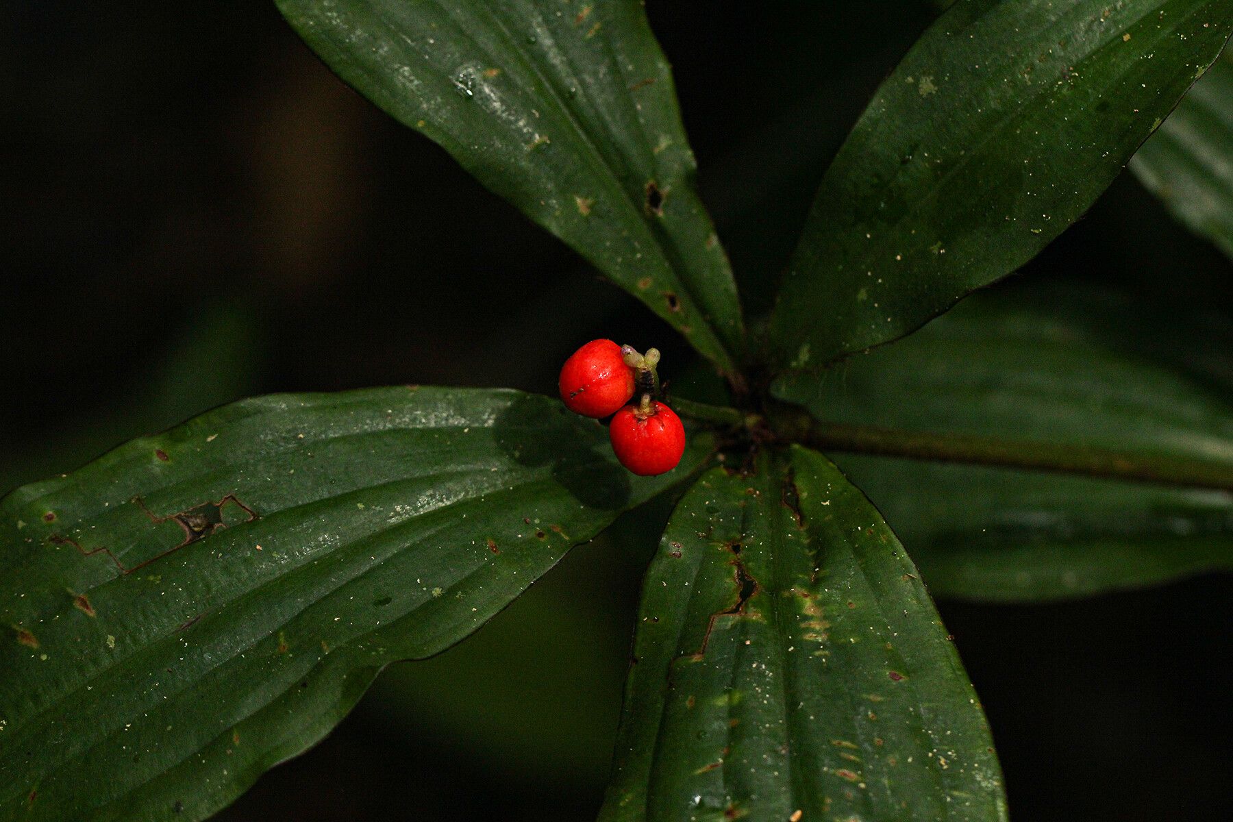 Palisota brachythyrsa fruit