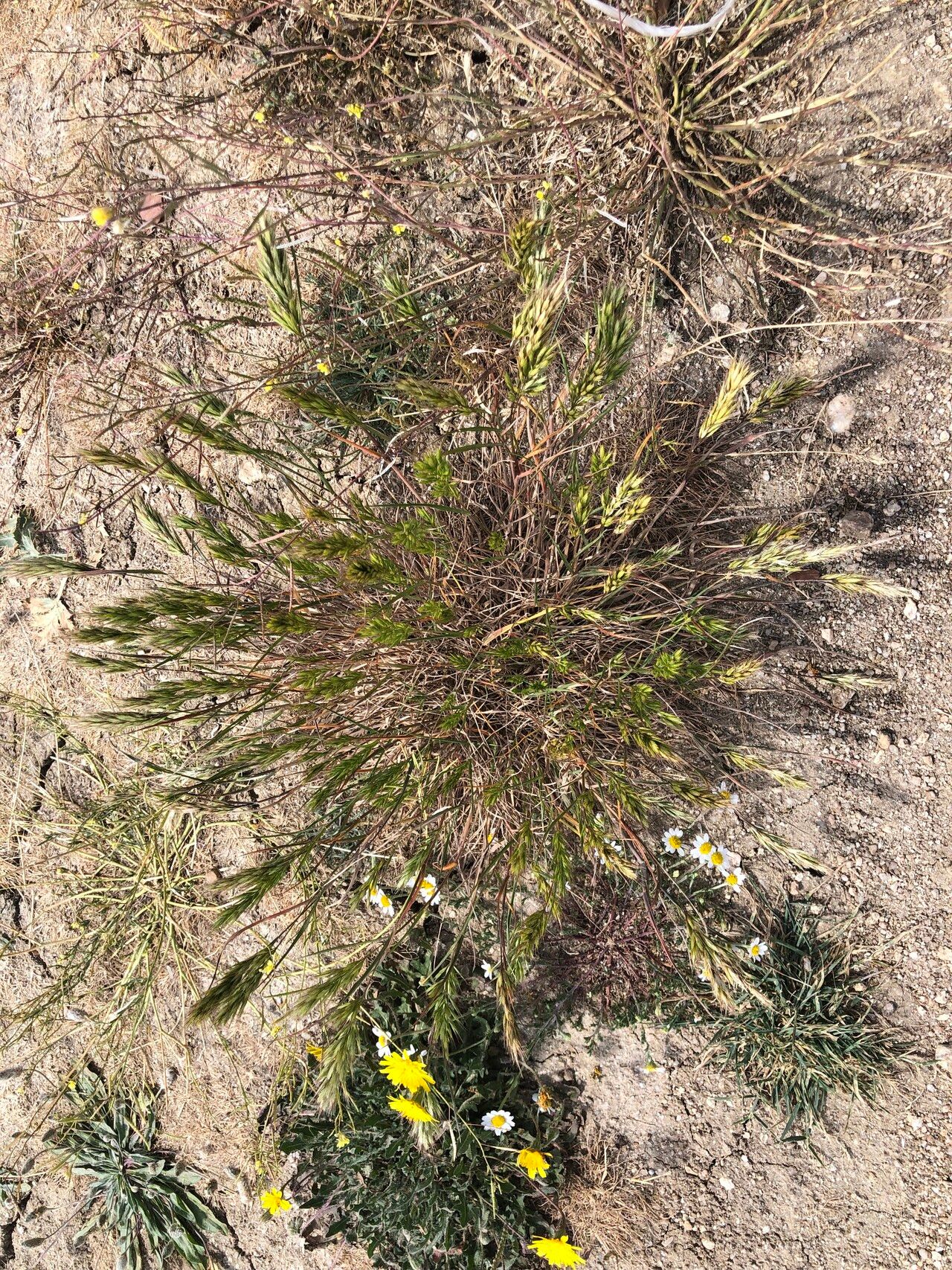 Bromus scoparius — search result for 'Bromus'