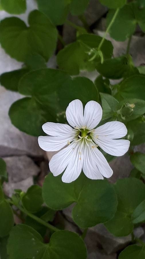 Cerastium latifolium flower