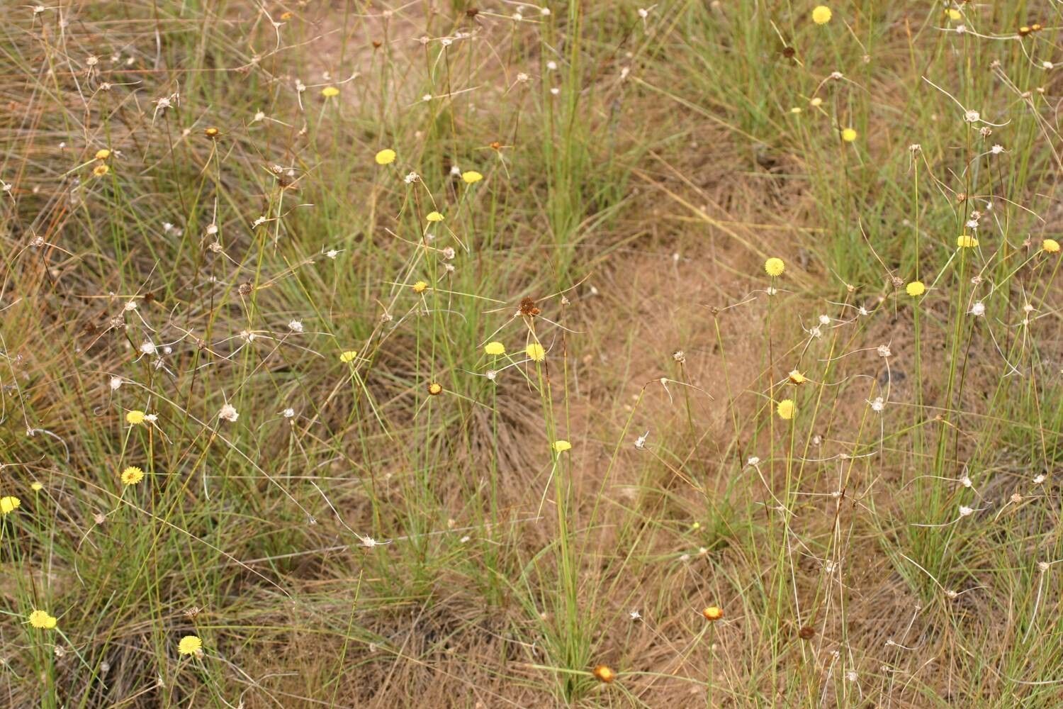 Cyperus proteus habit