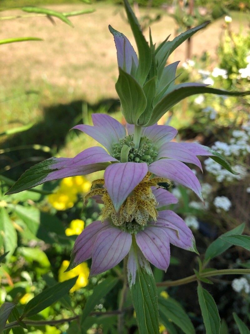 Monarda punctata flower