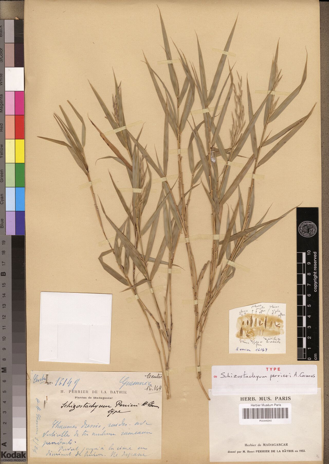 Schizostachyum perrieri — related species from the same genus