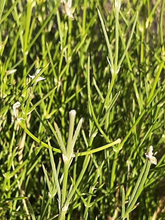 Genista umbellata leaf