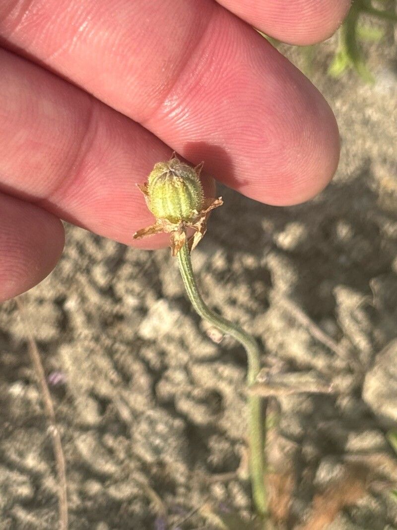 Crepis alpina — related species from the same genus