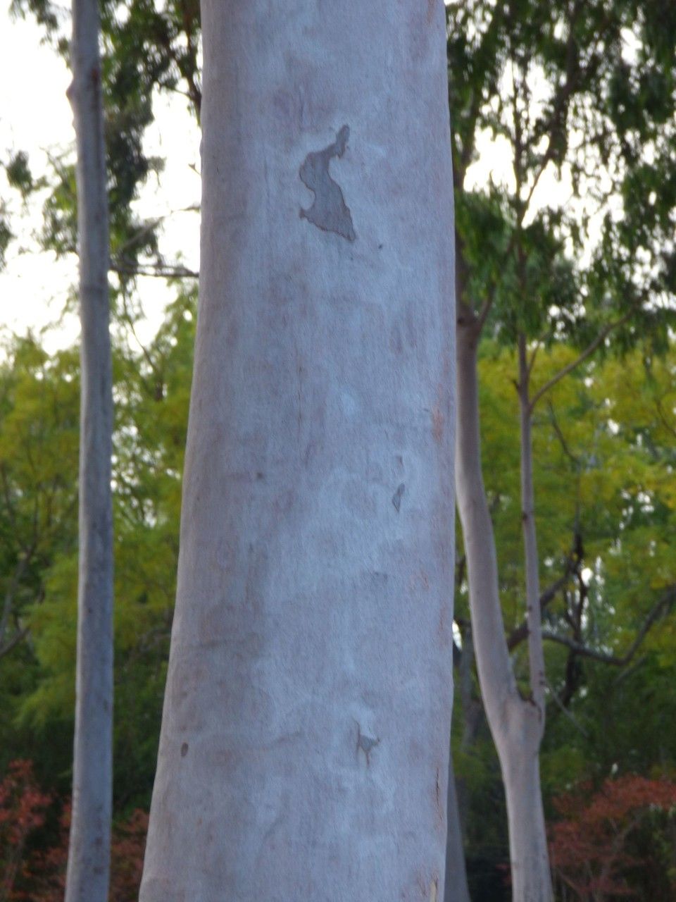 Eucalyptus citriodora bark