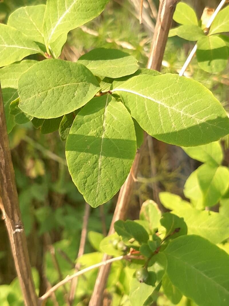 Lonicera nigra leaf