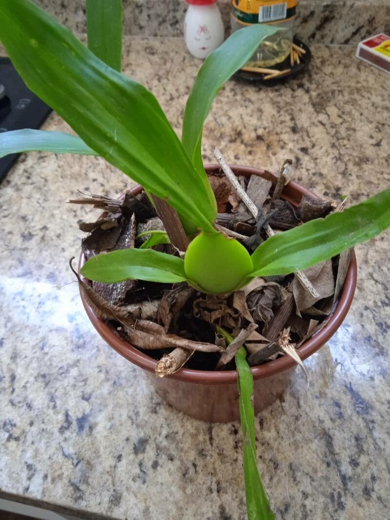 Trigonidium egertonianum — houseplant care guide