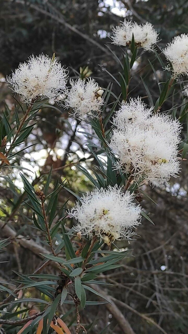 Melaleuca linariifolia flower